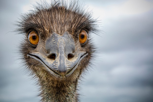 Emu
