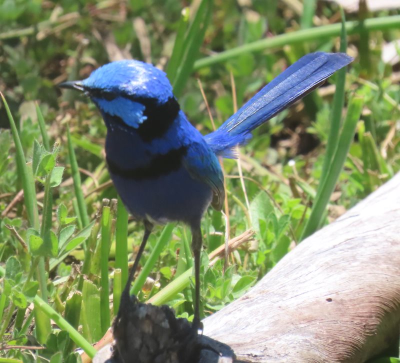 splendid wren